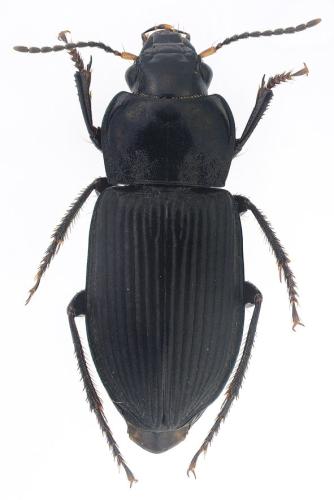 Anisodactylus binotatus